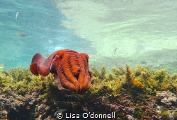 Giant Cuttlefish taken in Cabbage Tree Bay, Sydney Austra... by Lisa O’donnell 